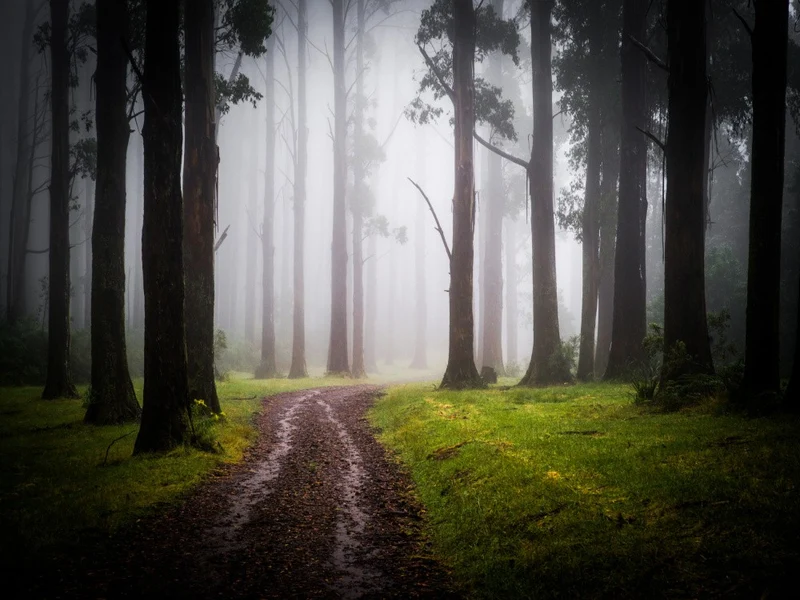 Forest Mist