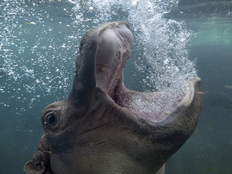 Hippo bubbles
