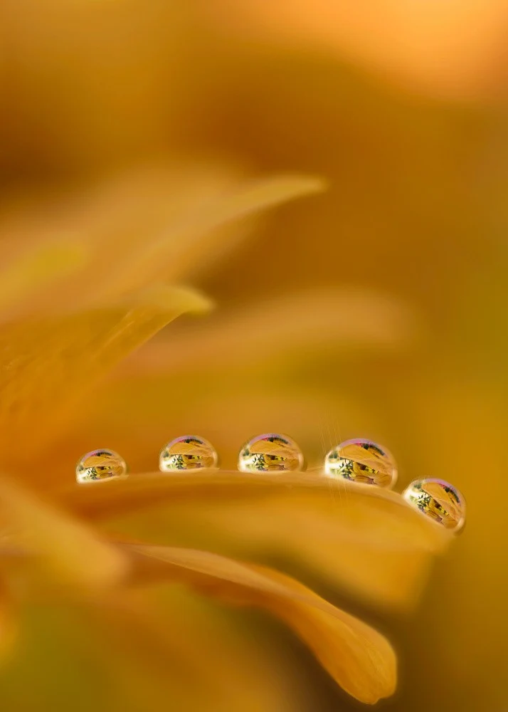 Golden Reflections