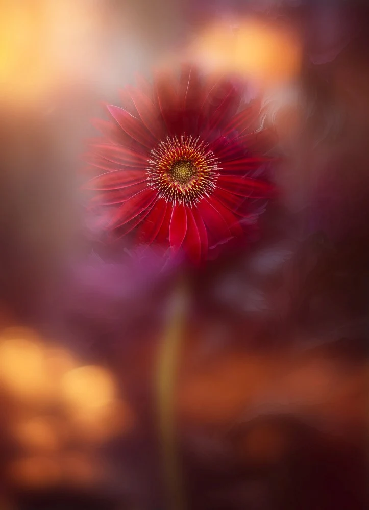 Eternal Beauty