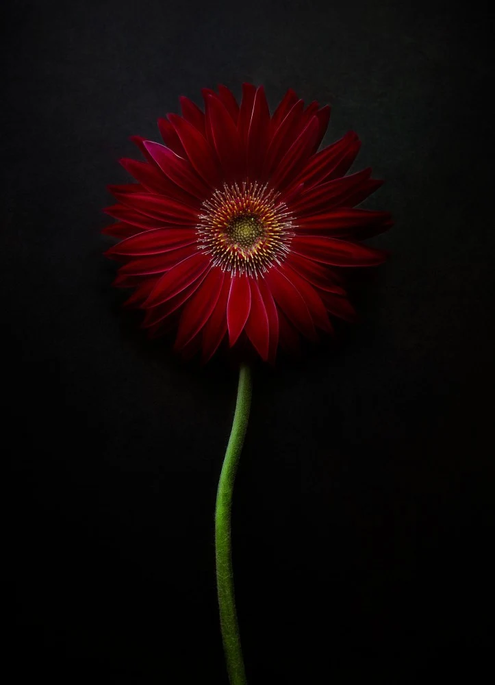 Dark Elegance