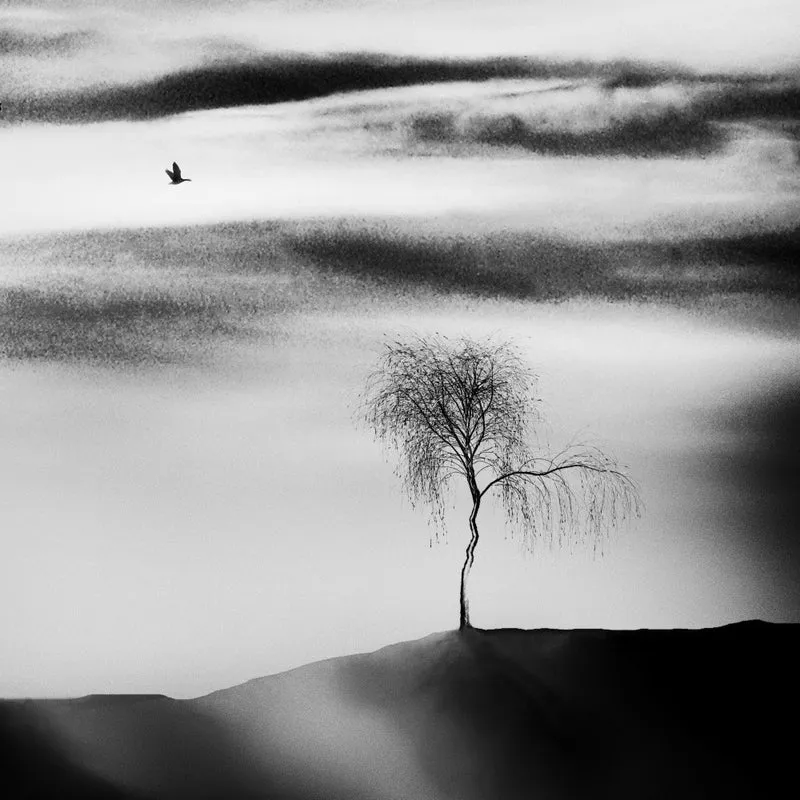 the visitor
