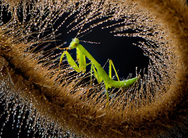"Titatium" party mantis