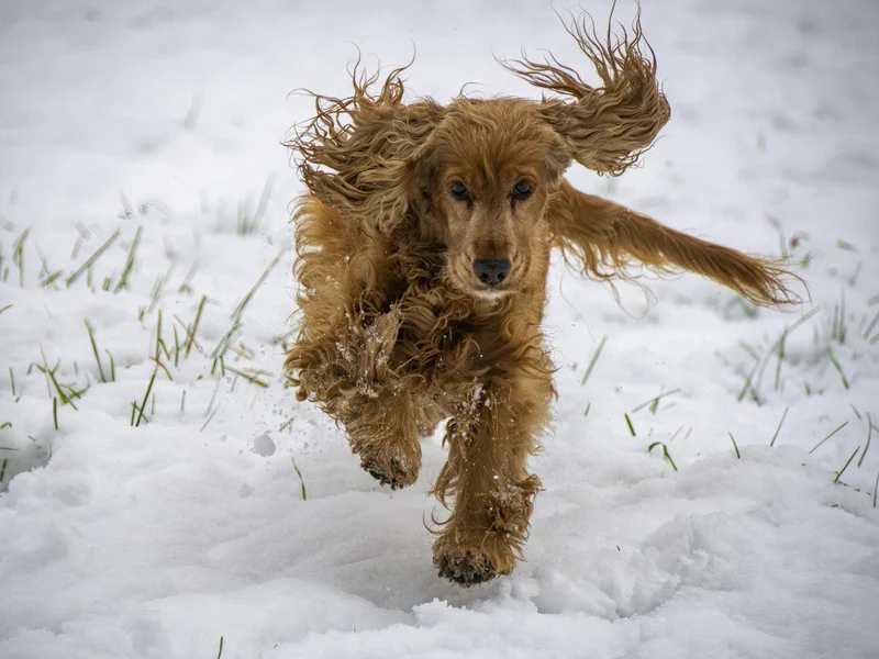 Joy on the snow