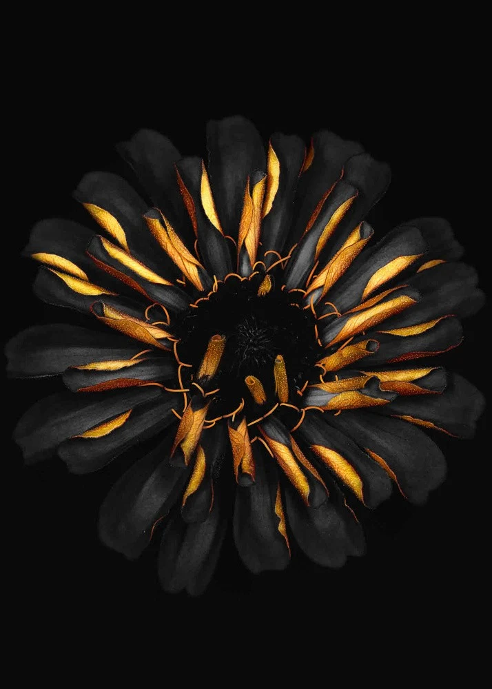 Gilded Zinnia