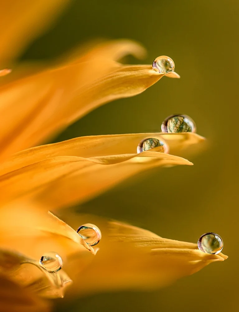 Dewdrop Dream
