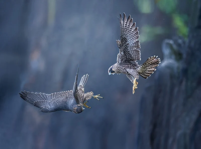 Playing together