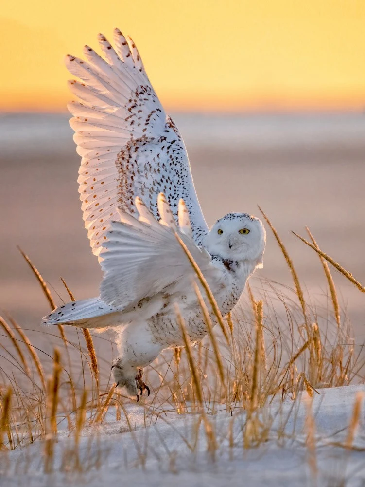 Snowy Owl