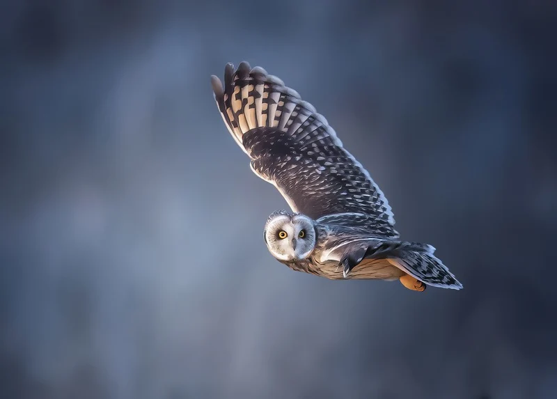 Short-eared Owl