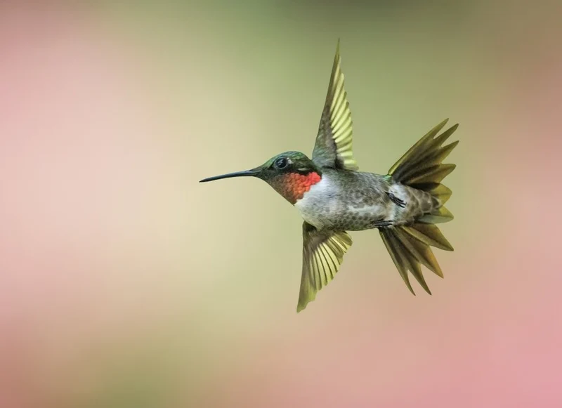 Hummingbird