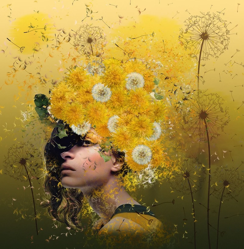 Dandelions