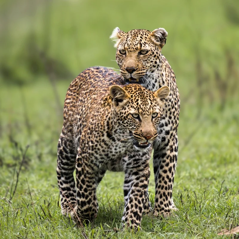 Mother and Son