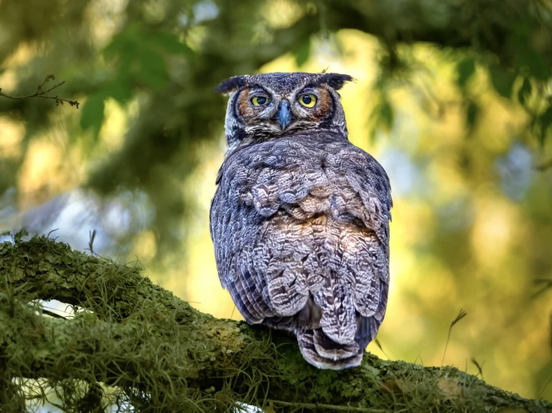Great Horned Owl
