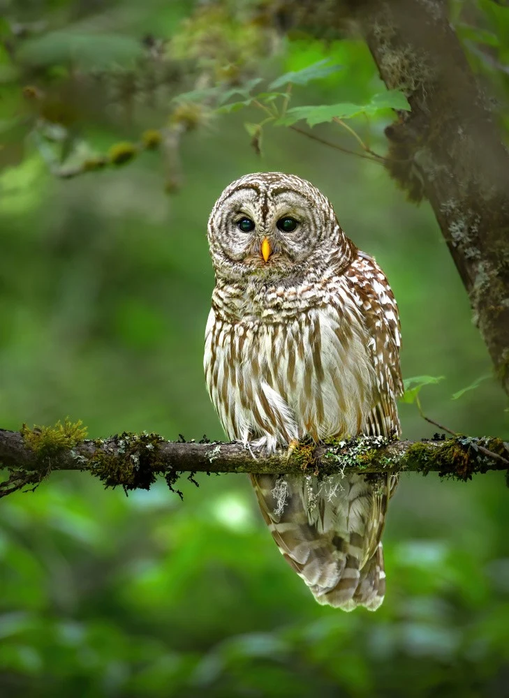 Barred Owl