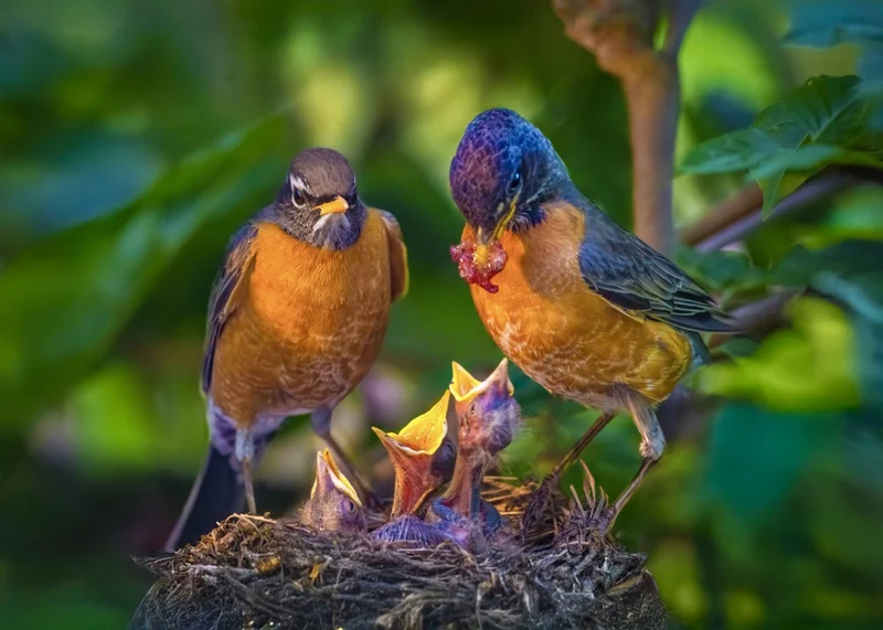 The Robin Family 1