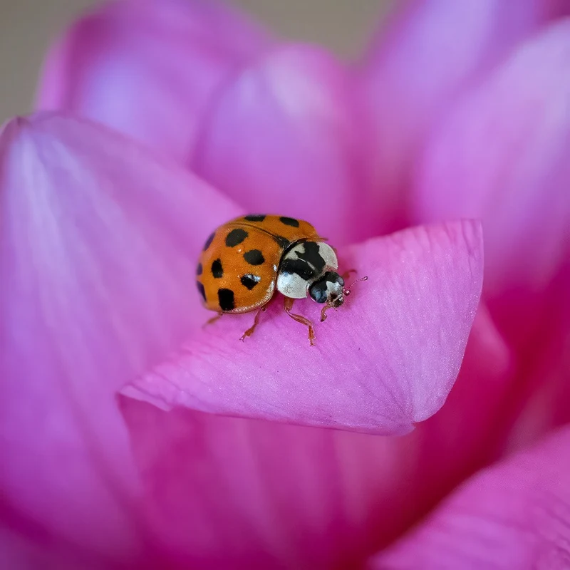 A Lady Bug