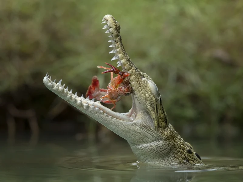 Meal Time