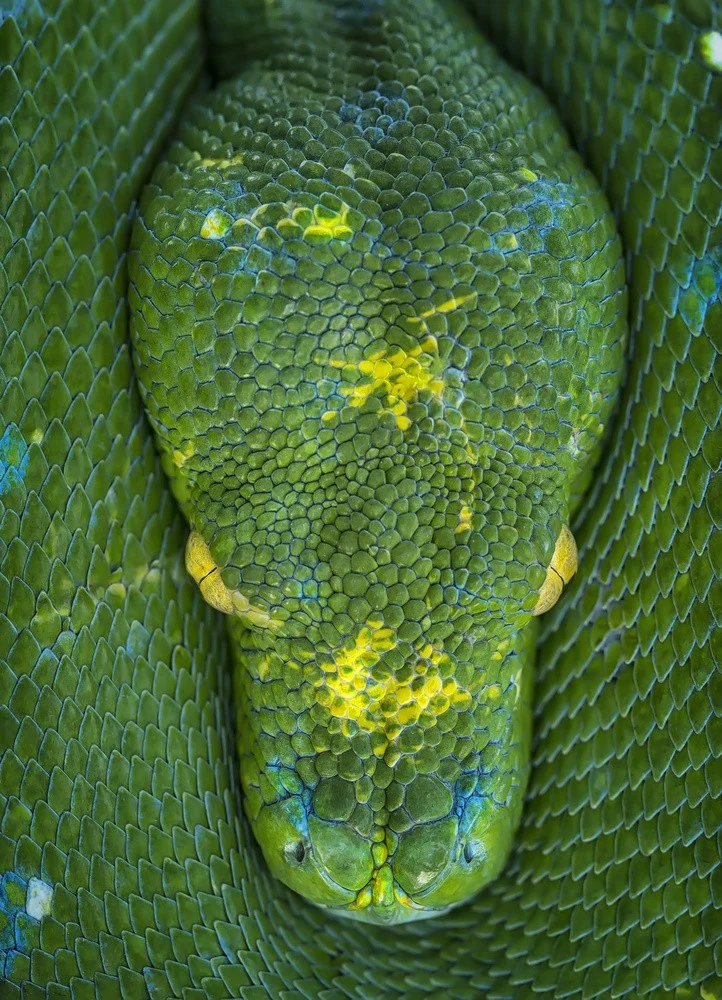 The Green