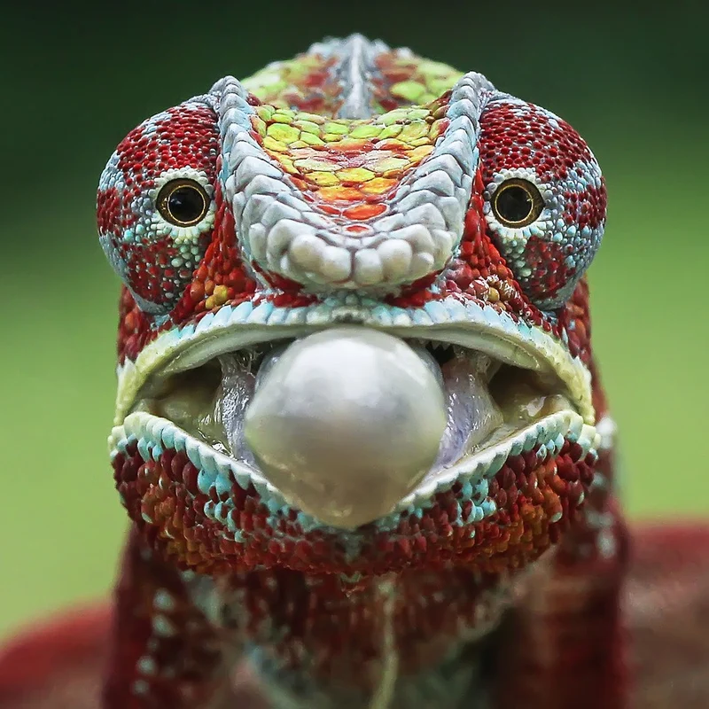 The Red Face