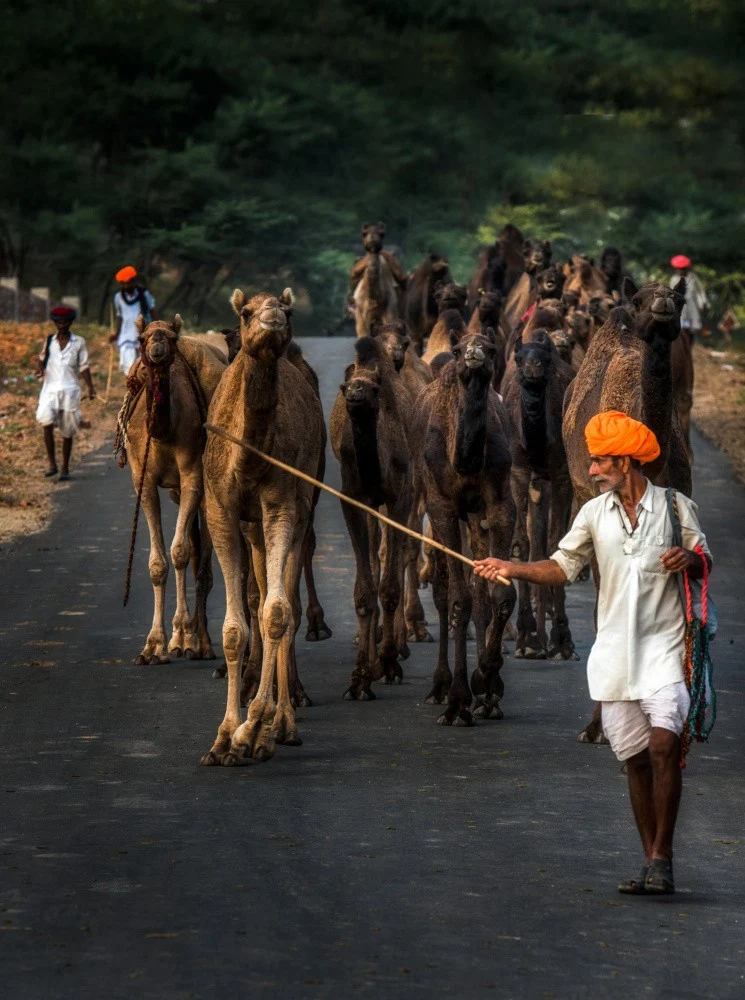 Mind the herd