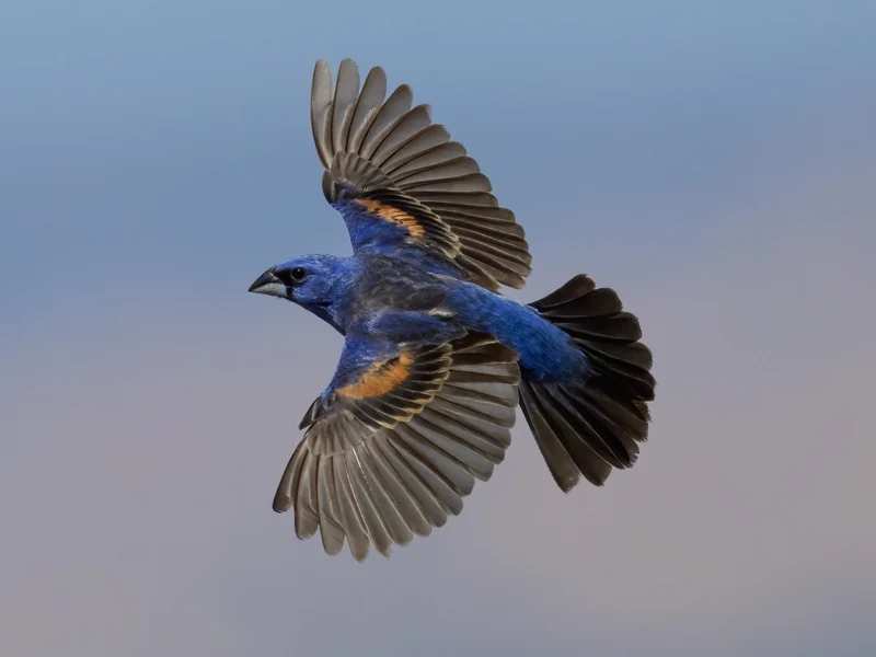 Blue grosbeak