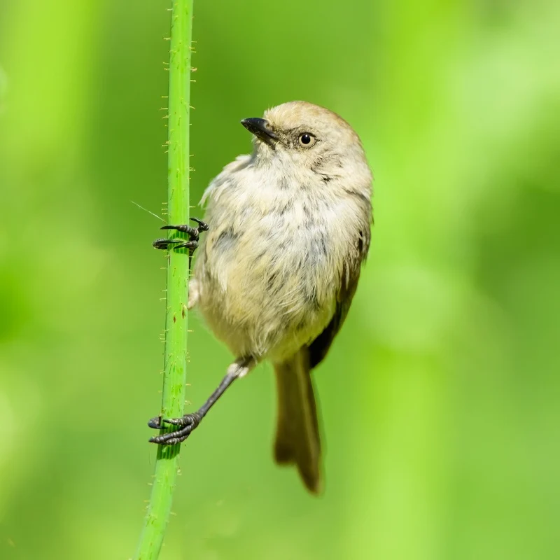 Bushtit