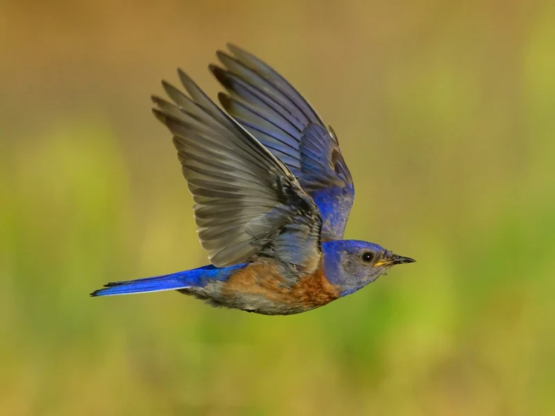 Western bluebird