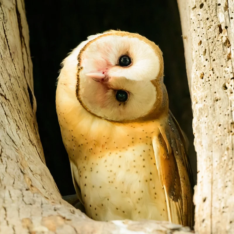 Who're you?
