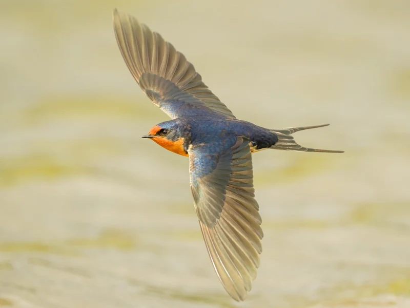 Barn Swallow
