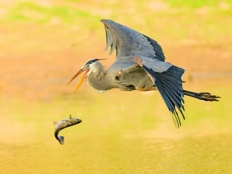 Great blue heron lost its fish