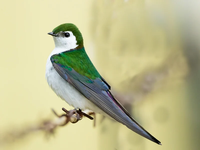 Violet-green swallow