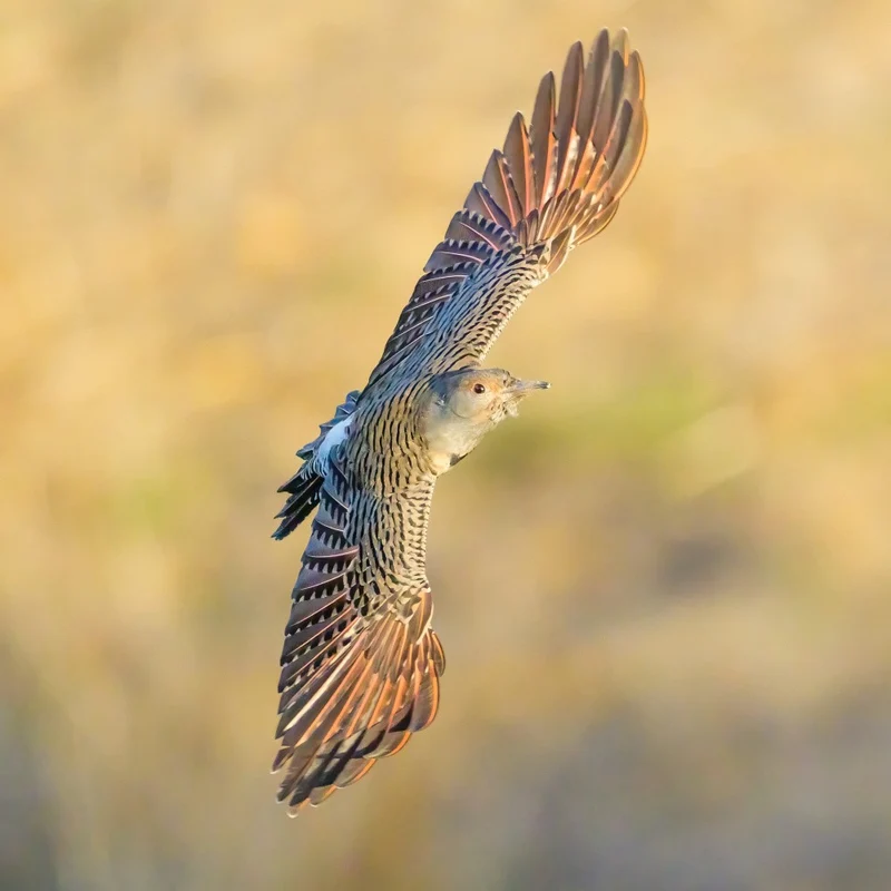 Northern flicker
