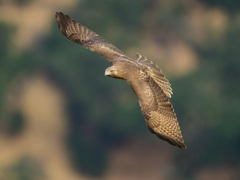 Red-tailed Hawk