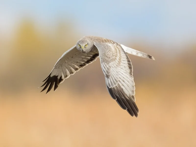 Male Northern Harrier