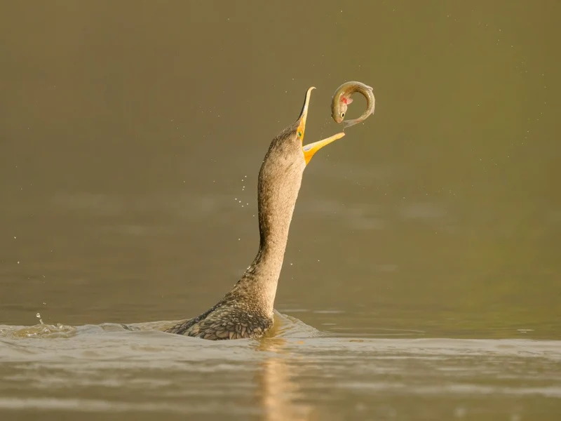 Cormorant and fish O-ring