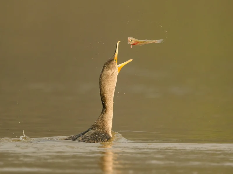 Cormorant and fish