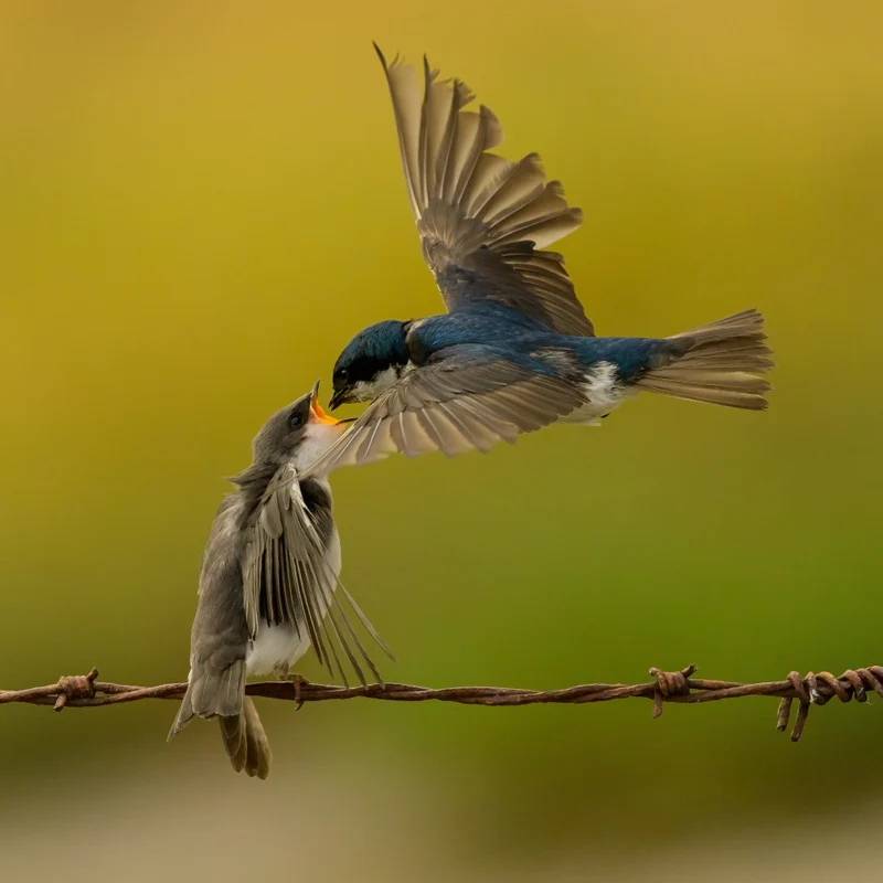 Tree swallow