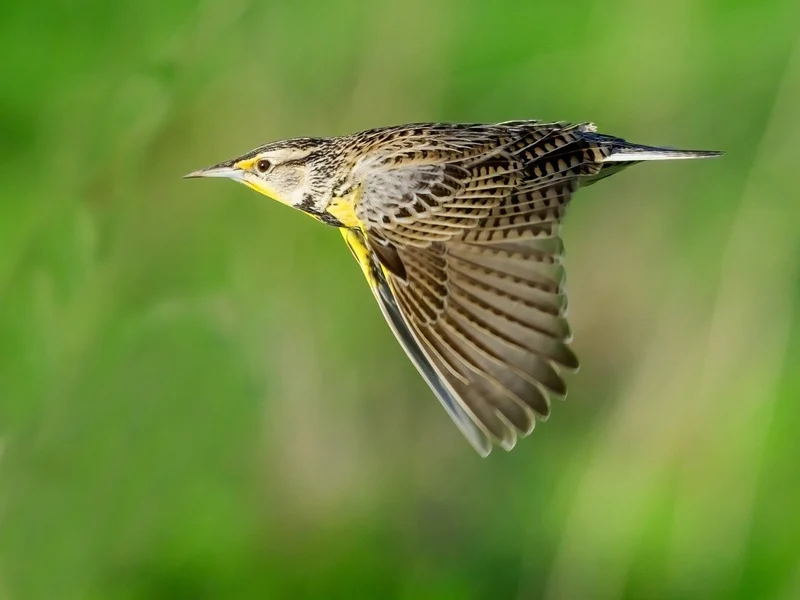 Meadowlarks