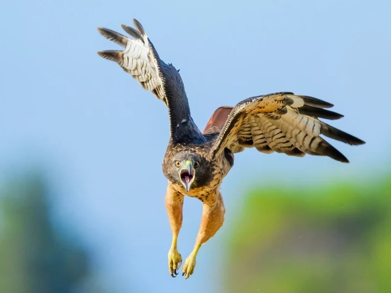 Angry hawk