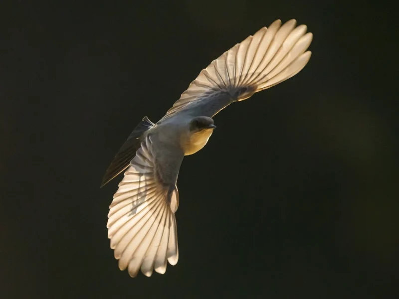 Say's Phoebe
