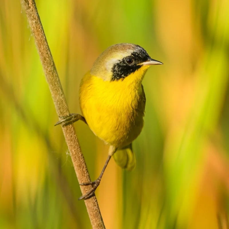 Common yellowthroat