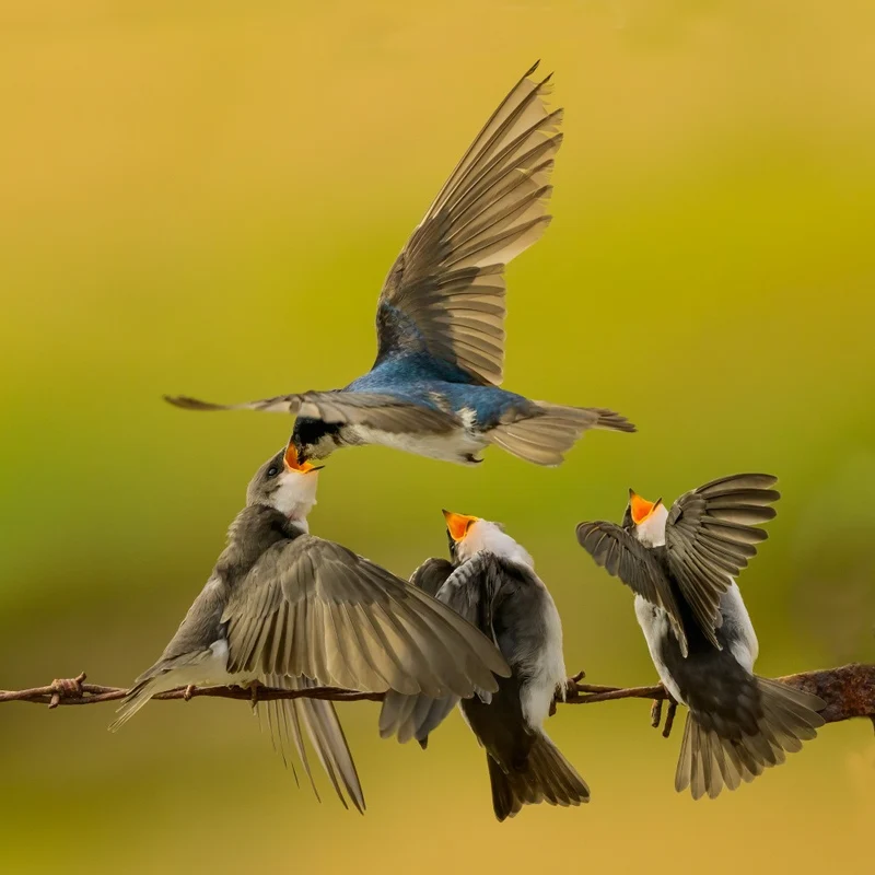 Tree swallow