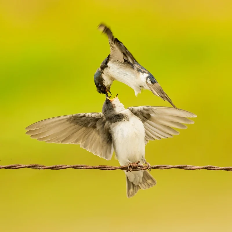 Tree swallow feeding