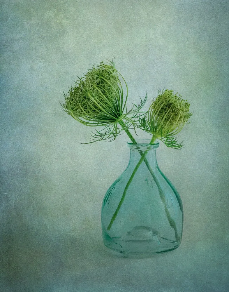 Queen Anne's Lace 2
