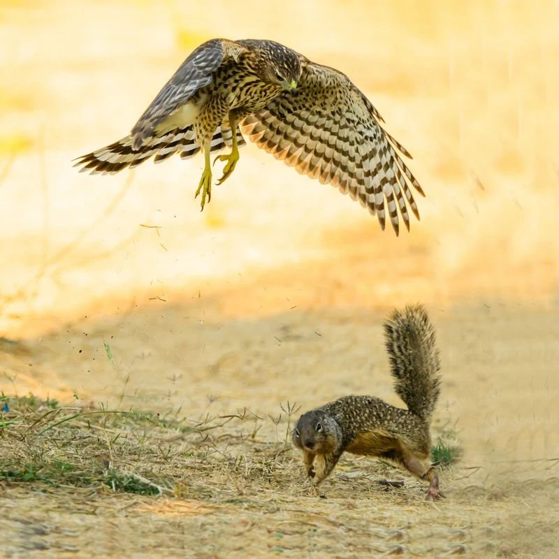Run Run Run!