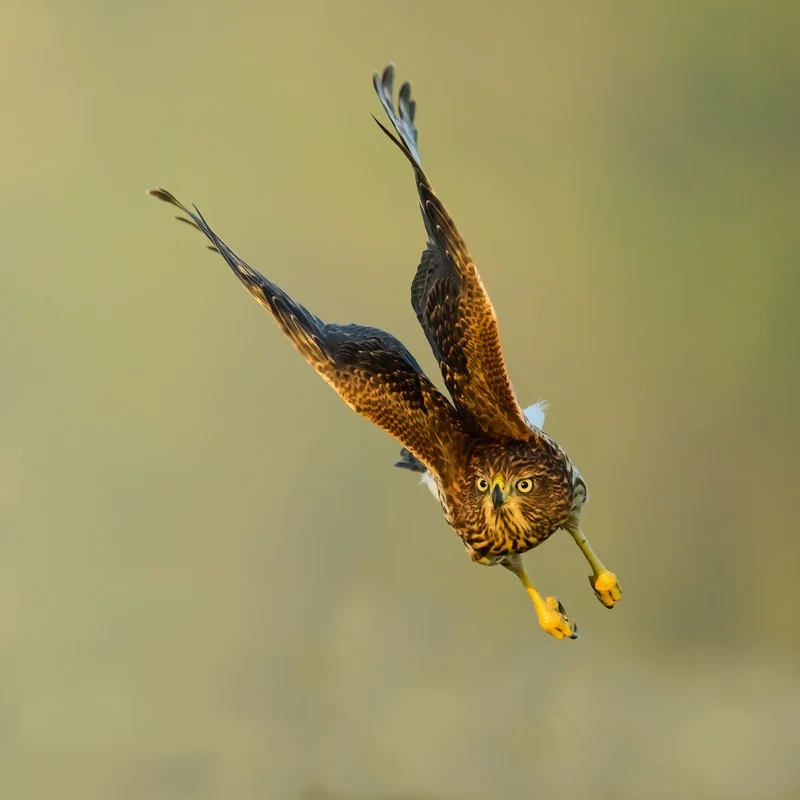 Cooper's hawk