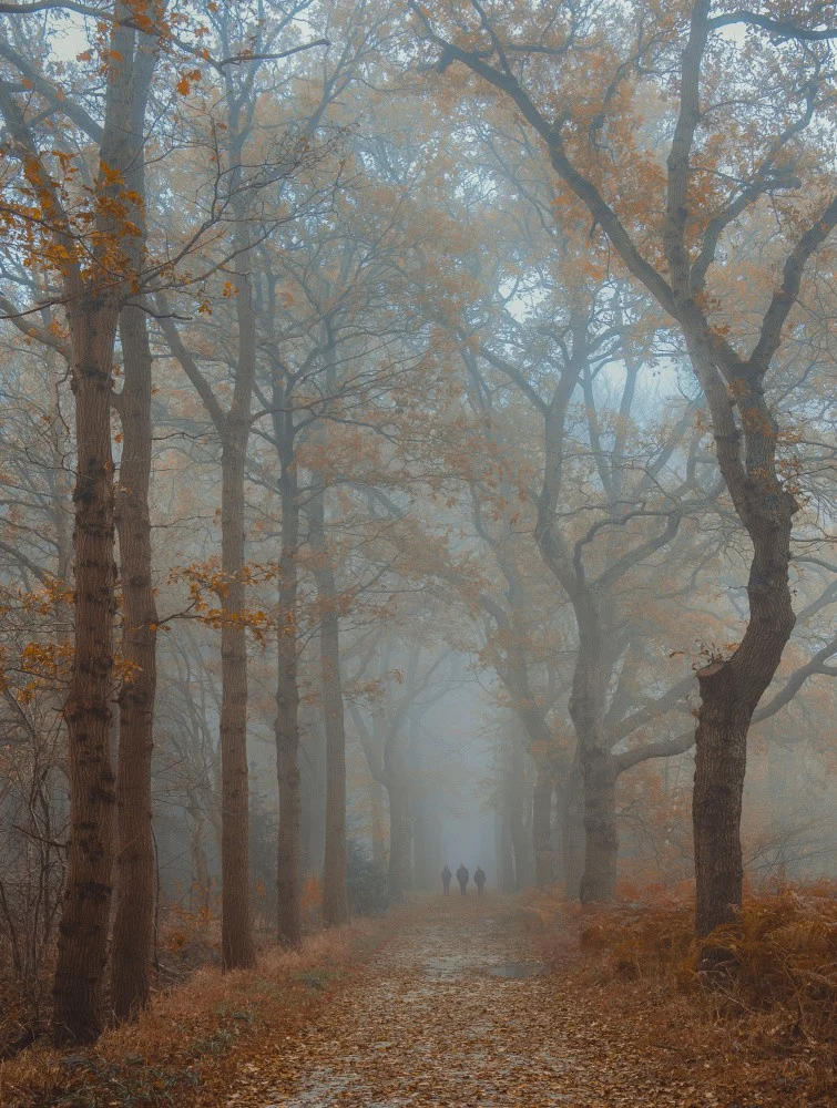 Walk in the forest