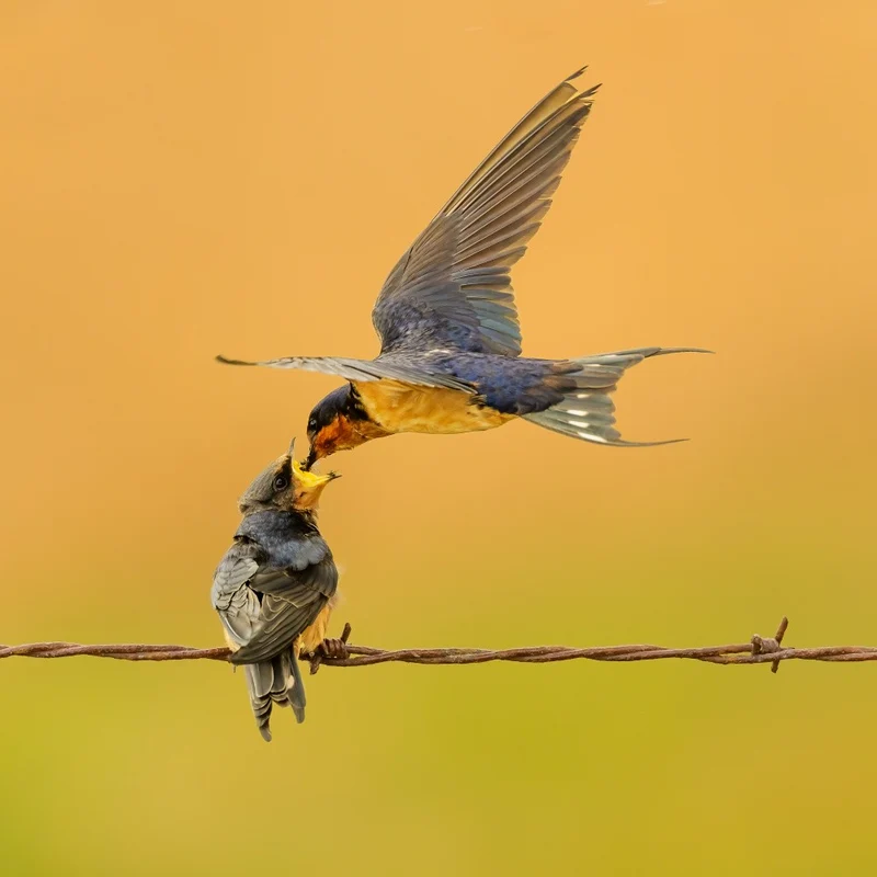 Barn swallow feeding