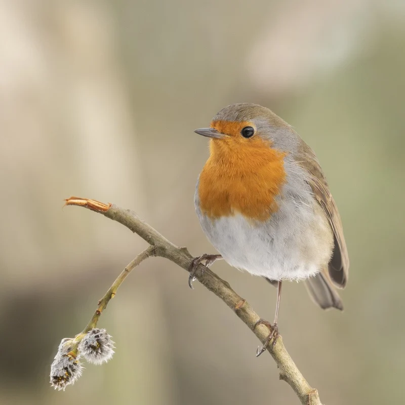 Robin
