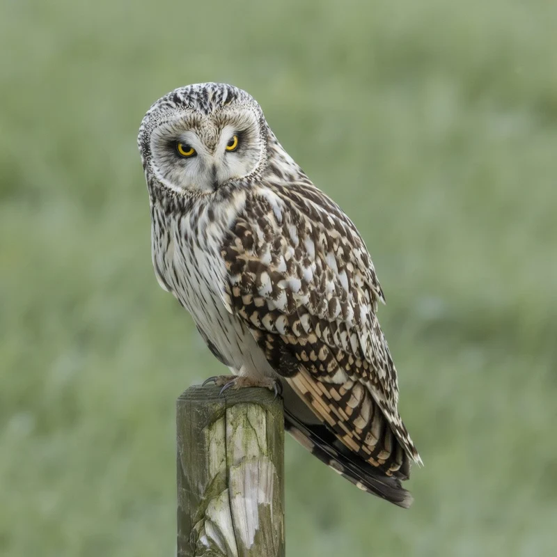 Short-eared owl